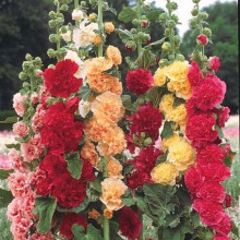 Nalba de gradina Double Red