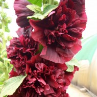 Nalba de gradina Double Violett