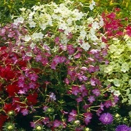 Nicotiana-Regina noptii mix