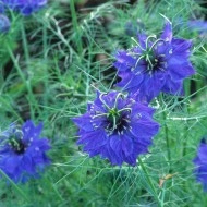 Nigella Damascena Miss Jekyll Dark Blue - Img 2