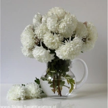 Ochiul boului-Callistephus chinensis Milady White - Img 2