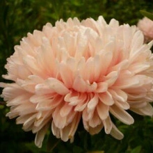 Ochiul boului-Callistephus chinensis Paeony Janina - Img 2