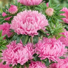 Ochiul boului-Callistephus chinensis Paeony Pink - Img 2