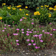 Oenothera Kunthiana Glowing Magenta