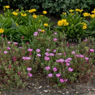 Oenothera Kunthiana Glowing Magenta - Img 2