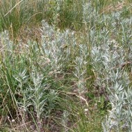 Pelin de argint-Artemisia Ludoviciana
