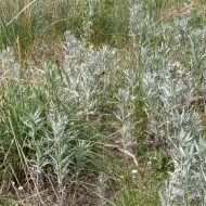 Pelin de argint-Artemisia Ludoviciana - Img 3