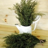 Pelinita-Artemisia Annua - Img 7