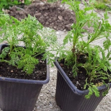 Pelinita-Artemisia Annua