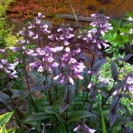 Penstemon Mystica  - Img 1