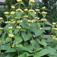 Phlomis russeliana-Ierusalim Salvie - Img 3