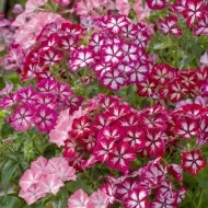 Phlox Drummondii Stars and Stripes
