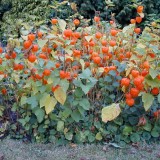 Physalis alkekengi-Papalau