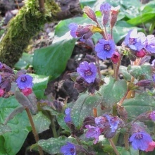 Plamanarica-Pulmonaria Officinalis