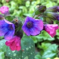 Plămânărică-Pulmonaria officinalis - Img 3