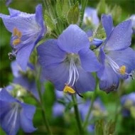 Polemonium Caeruleum-Jacob's Ladder Blue