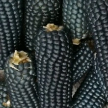 Porumb de floricele Purple Corn