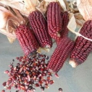 Porumb dulce Purple Corn - Img 5