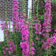 Rachitan-Lithrum Salicaria - Img 3