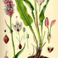 Raculet-Polygonum bistorta - Img 5