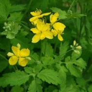 Rostopasca-Chelidonium Majus