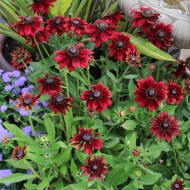 Rudbeckia Hirta Cherry Brandy