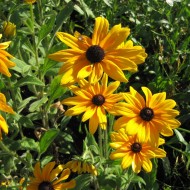 Rudbeckia Hirta My Joy