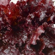 Salata Black Rose