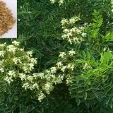 Salcam japonez-Sophora japonica - Img 4