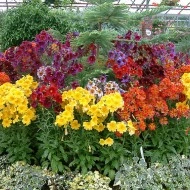 Salpiglossis sinuata mix - Img 3