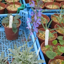 Salvia Cyanescens - Img 4