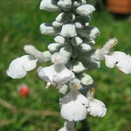 Salvia Farinacea Victoria White - Img 2