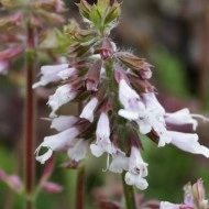 Salvia lyrata Purple Volcano - Img 3