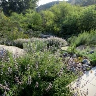 Salvia Mellifera-Black Sage - Img 5