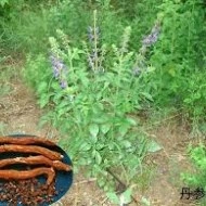 Salvia Miltiorrhiza-Red Sage - Img 8