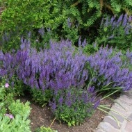 Salvia Nemorosa - Img 7