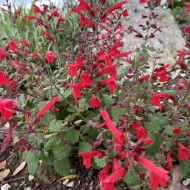 Salvia Roemeriana Arriba - Img 4