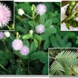 Sensitiva-Mimosa pudica - Img 2