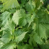 Shiso green - Img 2