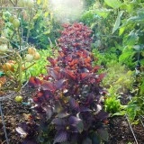 Shiso red - Img 1
