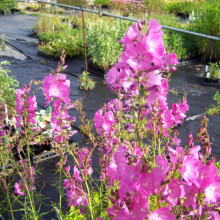 Sidalcea Malviflora Rosanna