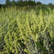Sideritis Syriaca-Mountain tea