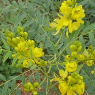 Siminichia-Cassia angustifolia