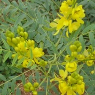 Siminichia-Cassia angustifolia - Img 6
