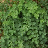 Sorbestrea-Sanguisorba minor