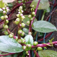 Spanac Malabar-Basella rubra