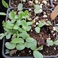 Sparceta-Onobrychis Viciifolia