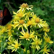 Splinuta-Solidago Virgaurea