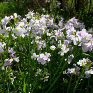 Stupitul Cucului-Cardamine Pratensis