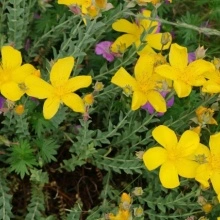 Sunatoare decorativa-Hypericum Monserianum
